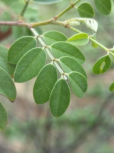 Image of Indigofera fruticosa by no rights reserved