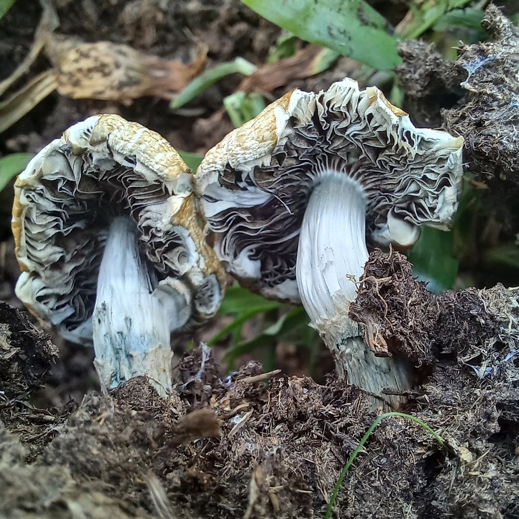 Psilocybe cubensis · November 2023 · photo: © patricia_mees (iNaturalist, cc-by)