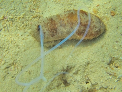 Holothuria fuscocinerea