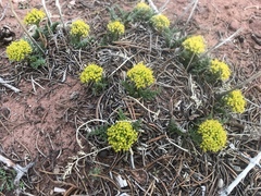 Lomatium foeniculaceum
