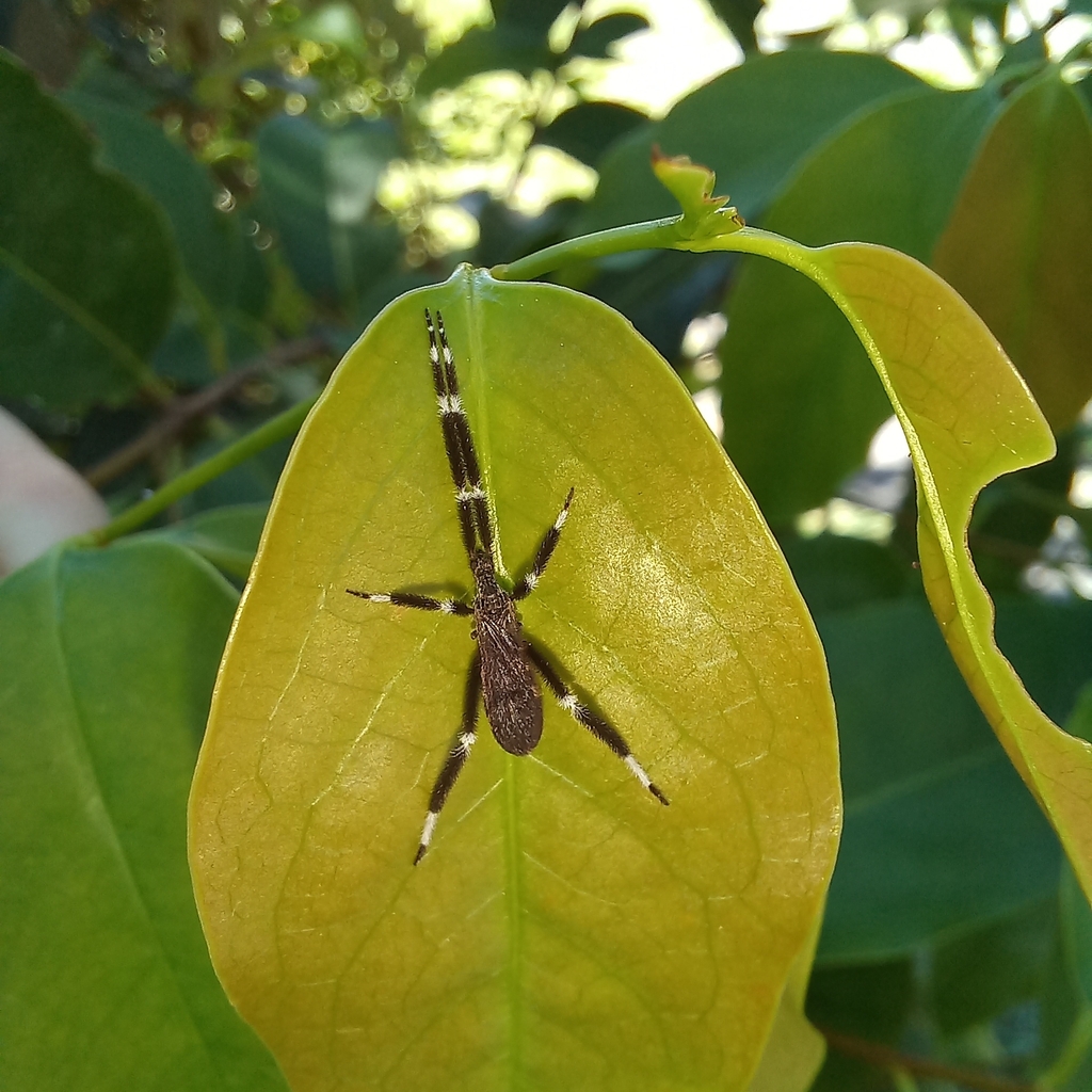 Molophilus multisetosus