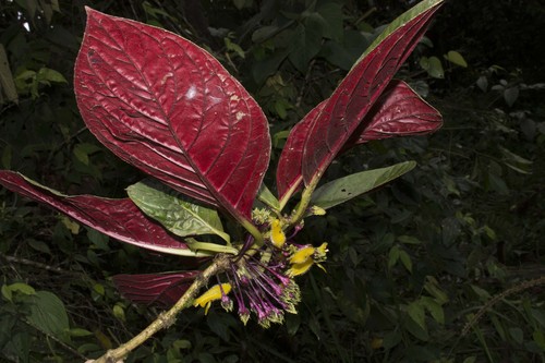 Columnea kucyniakii