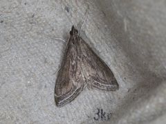 Pyrausta napaealis