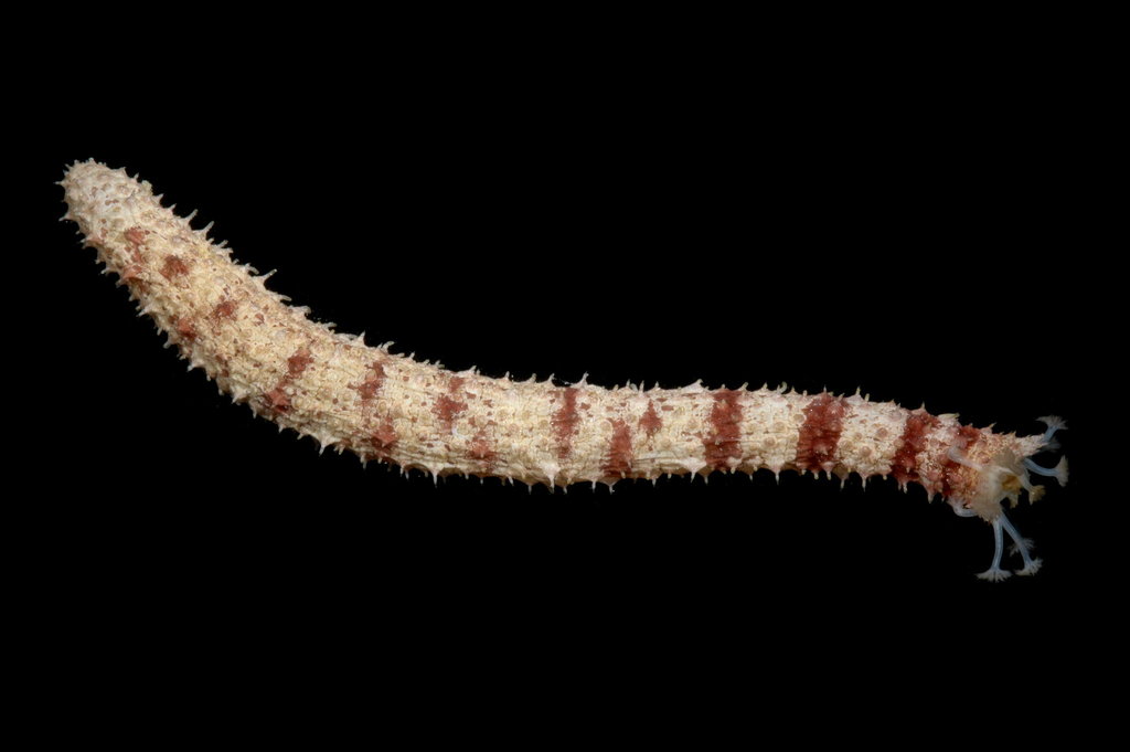 Slender Sea Cucumber