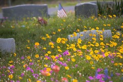 Coreopsis nuecensis