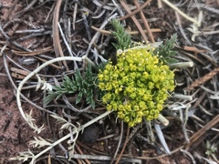 Lomatium foeniculaceum