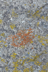 Rufoplaca arenaria