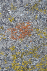 Rufoplaca arenaria