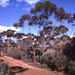 Eucalyptus prolixa - Photo (c) Dean Nicolle, algunos derechos reservados (CC BY-NC), subido por Dean Nicolle