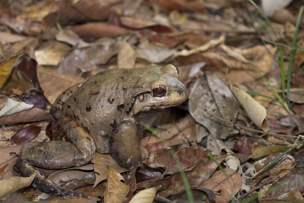 San Jose White-lipped Frog