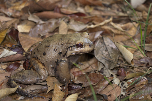 Popoco thin-toed frog, Leptodactylus stenodema