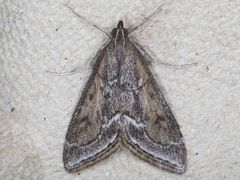 Pyrausta napaealis