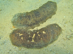 Stichopus