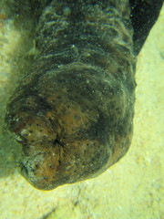 Stichopus