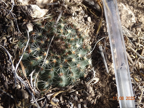 Echinocereus sharpii