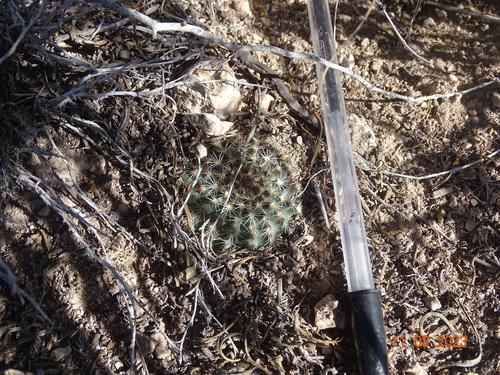 Echinocereus sharpii