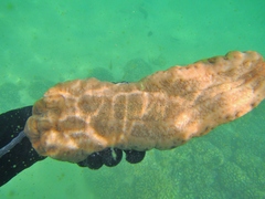 Stichopus