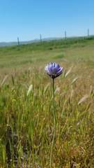 Dipterostemon capitatus capitatus