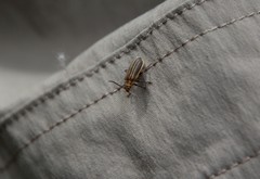 Neolochmaea dilatipennis