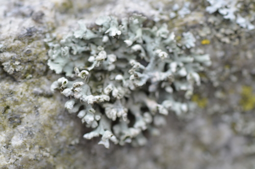 Atkilioji žiauberė nuotrauka