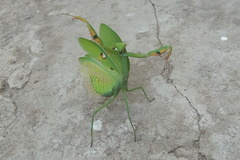 Stagmatoptera hyaloptera