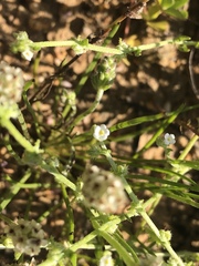 Harpagonella palmeri