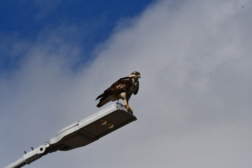 Cuban Black Hawk