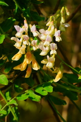 Vicia gigantea