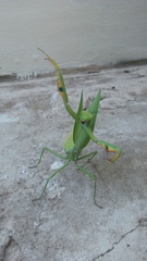 Stagmatoptera hyaloptera