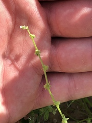Harpagonella palmeri