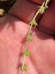 Harpagonella palmeri