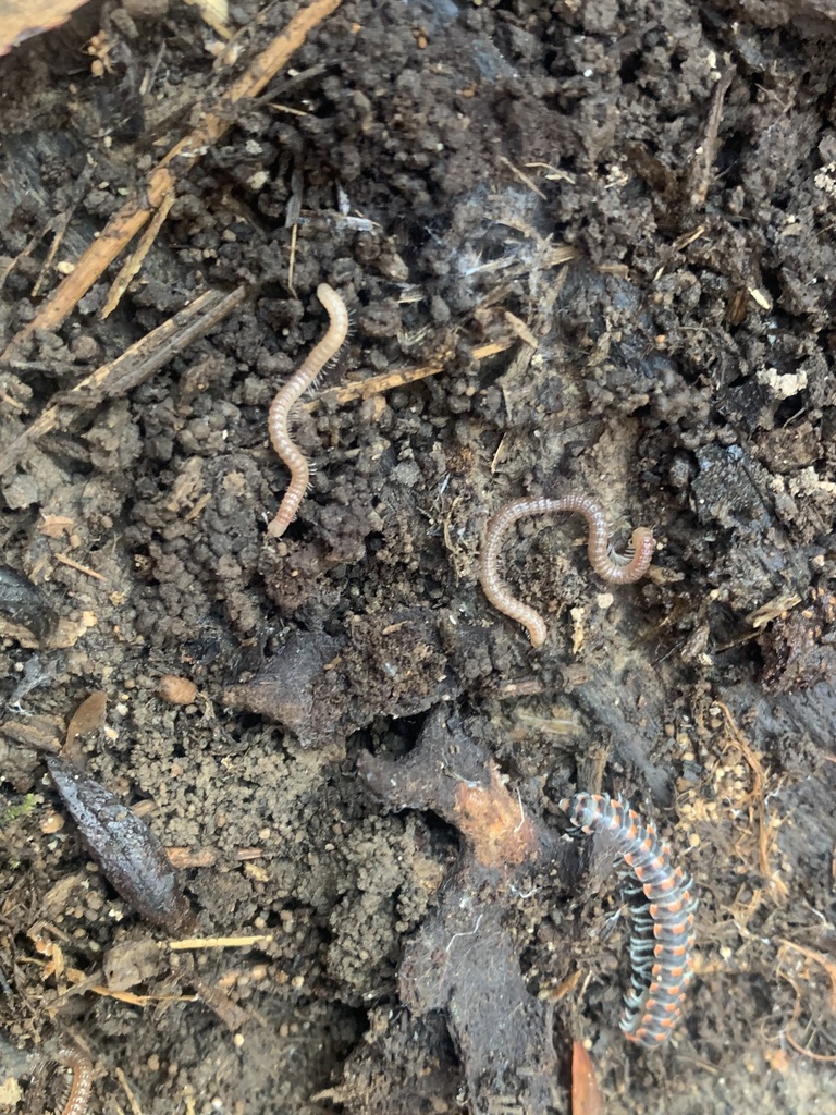 Ornate Millipedes from Goshen, KY, US on November 8, 2023 at 10:26 AM ...