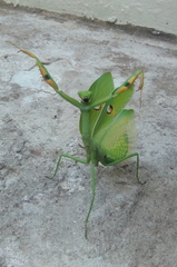 Stagmatoptera hyaloptera