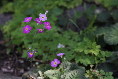 Primulaceae