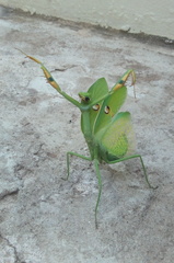 Stagmatoptera hyaloptera