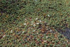 Pimelea prostrata prostrata