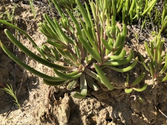Dudleya multicaulis