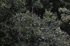 Coprosma propinqua propinqua