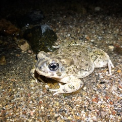 Anaxyrus californicus