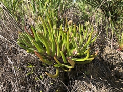 Dudleya multicaulis
