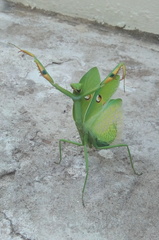 Stagmatoptera hyaloptera