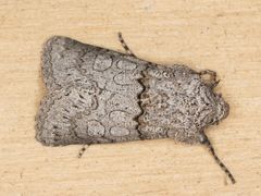 Sympistis perscripta