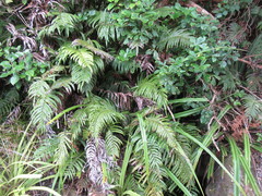 Blechnum novae-zelandiae