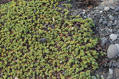 Pimelea prostrata prostrata