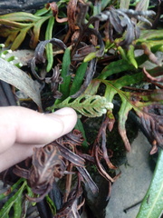 Pleopeltis orientalis