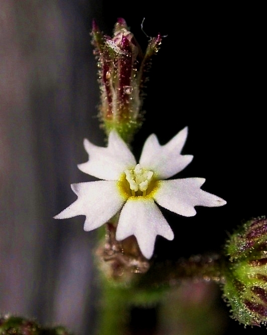 Aliciella triodon