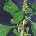 Amaranthus blitum - Photo (c) Pat Enright,  זכויות יוצרים חלקיות (CC BY-NC)