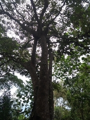 Pseudobombax munguba