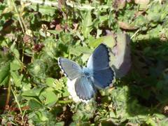 Pseudophilotes baton