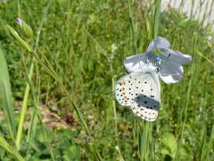 Pseudophilotes baton